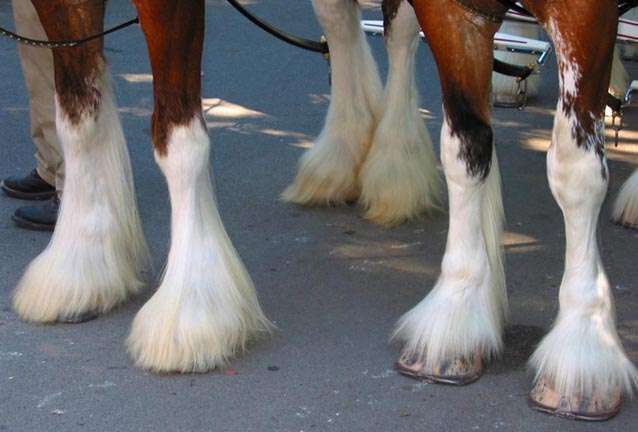 Draught Horses Feathers