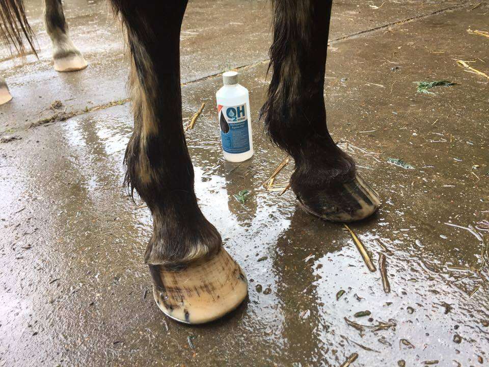 Horse on Yard with Bottle of Oil