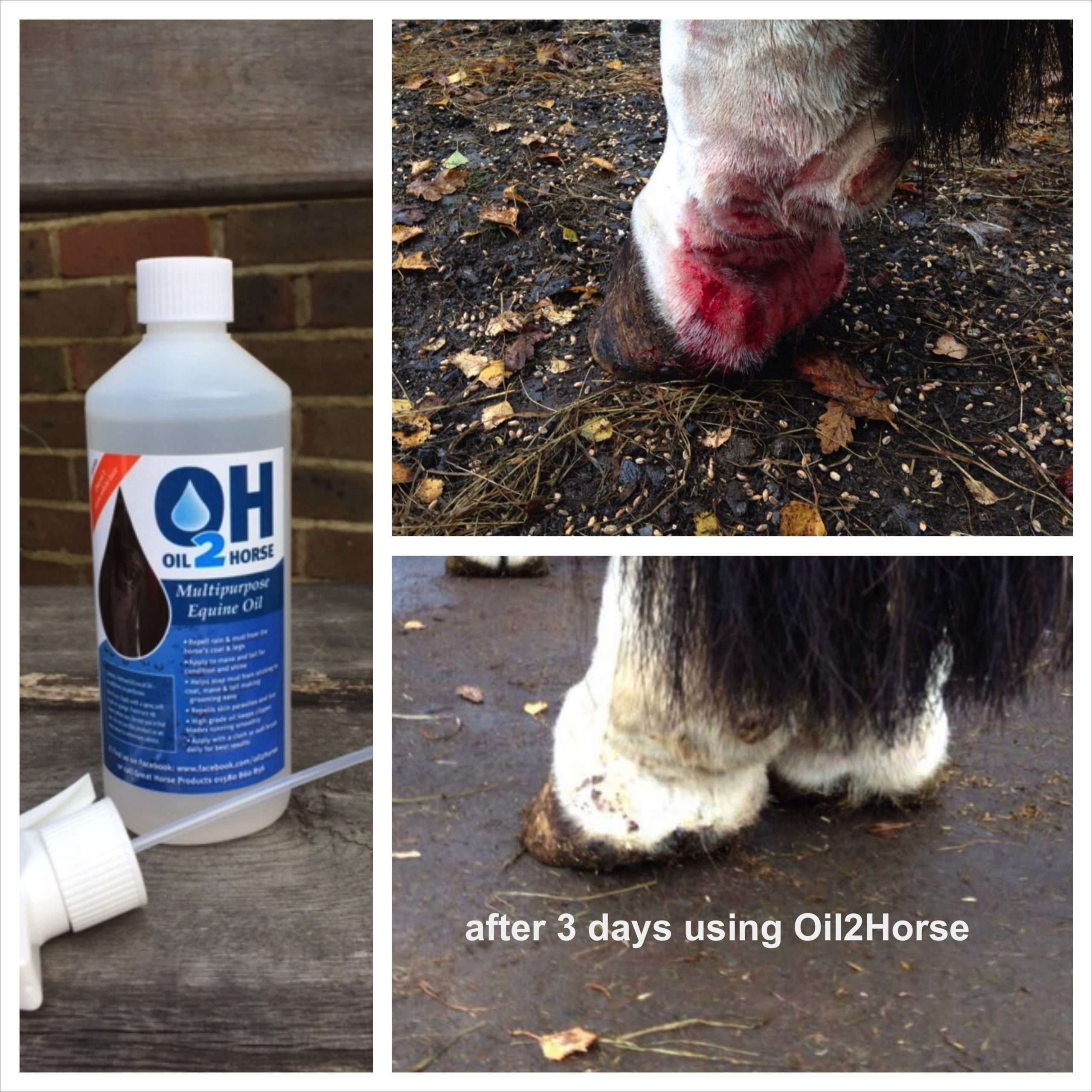 Oil 2 Horse - Fetlock Case Study