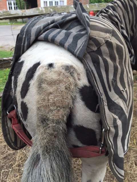 Spotted Pony Wearing Zebra Print Fly Rug with Sweet Itch Tail