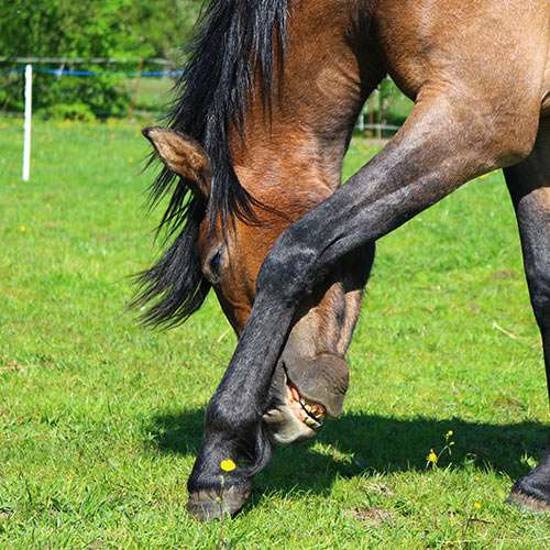 Horse Scratching Inside of Own Leg in Field