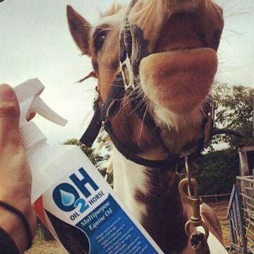 Skewbald Horse with Multipurpose Equine Oil