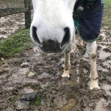 Grey Horse Stood in Muddy Field