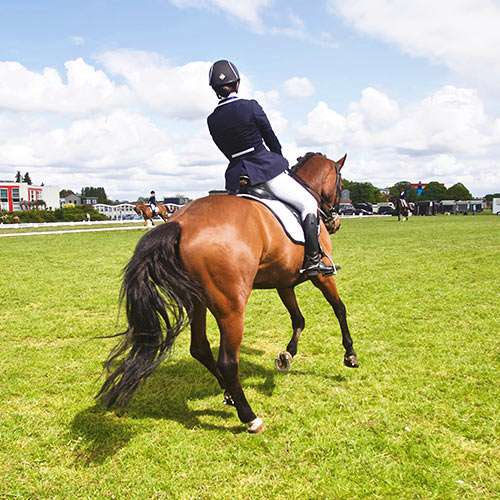 Eventing Dressage Warm Up