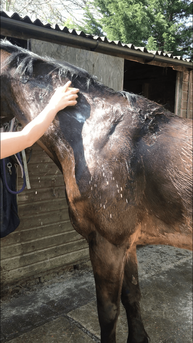 Horse Being Bathed With Shampoo Bar