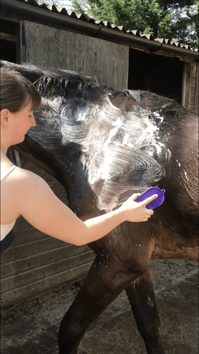 Horse Being Bathed With Shampoo Bar