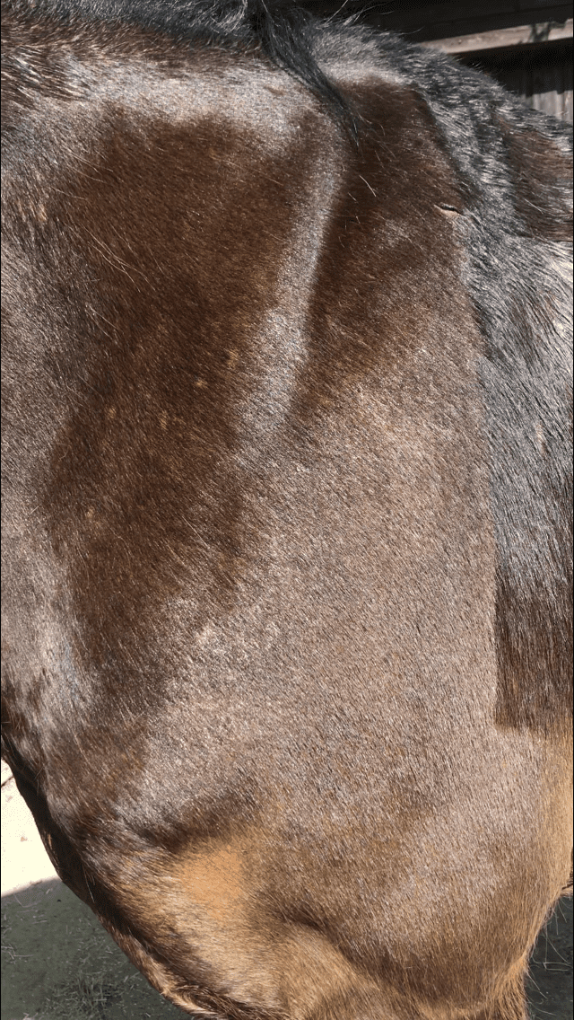 Horse's Coat After Shampoo Bar Use