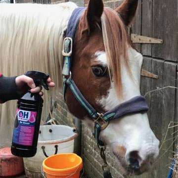 Horse's Head With No Sweat Spray